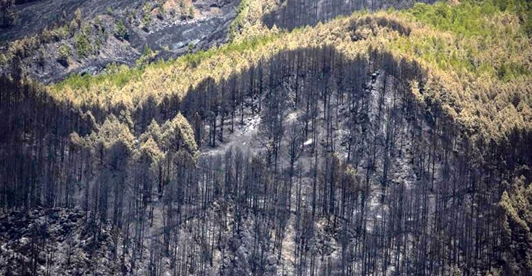 Ein abgebranntes Waldstück. Viele der verkohlten Bäume werden sich mit der Zeit wieder erholen. Foto: EFE