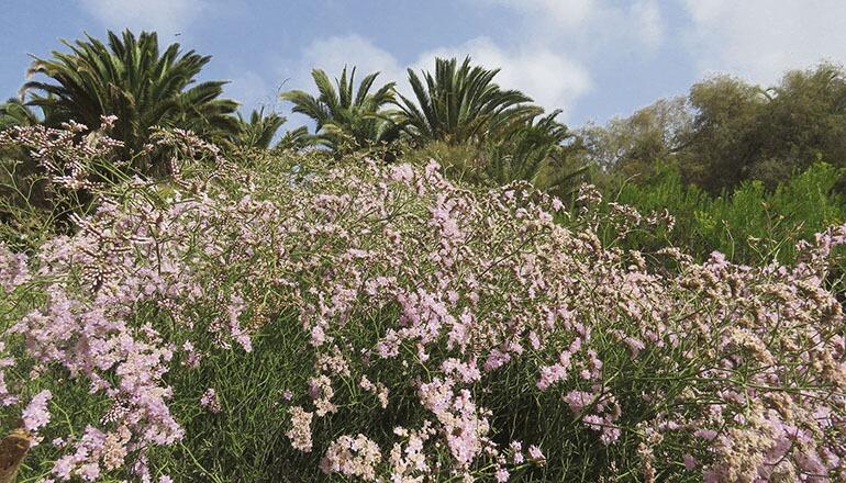 Links: Blühender Meeresflieder im Park Fotos: Cabildo de Gran Canaria