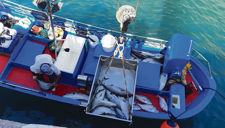 Der Fang aus der illegal ausgebrachten Reuse wird entladen. Foto: Gobierno de Canarias