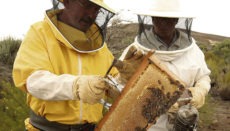 Der geringe Niederschlag macht den Bienenzüchtern das Leben schwer. Foto: efe