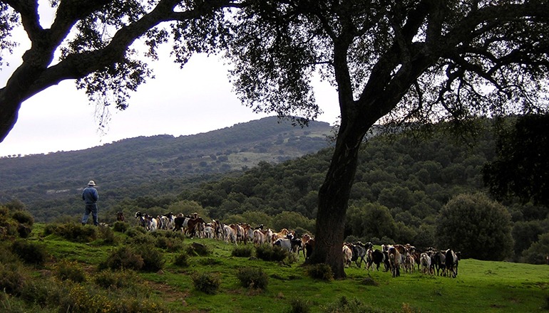 Ein Hirte mit seiner Herde in der Sierra de Cádiz Foto: EFE