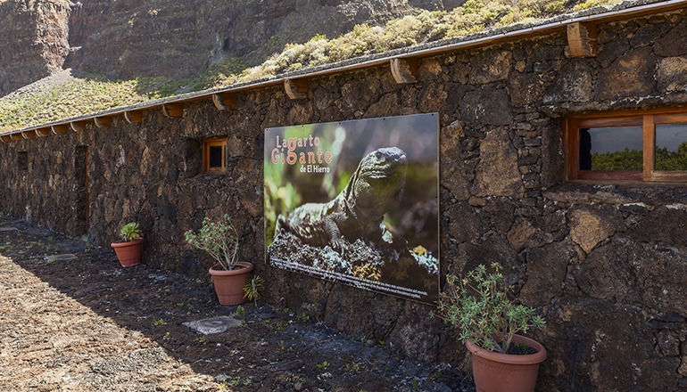 Die Zuchtanlage für Rieseneidechsen der endemischen Art (Gallotia simonyi) ist eines der Kulturzentren, die Teil des Programms sind. Foto: Cabildo de El Hierro