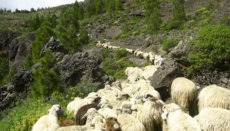 Schafe kommen auf Gran Canaria bei der Vorbeugung von Waldbränden zum Einsatz. Foto: Cabildo de Gran Canaria