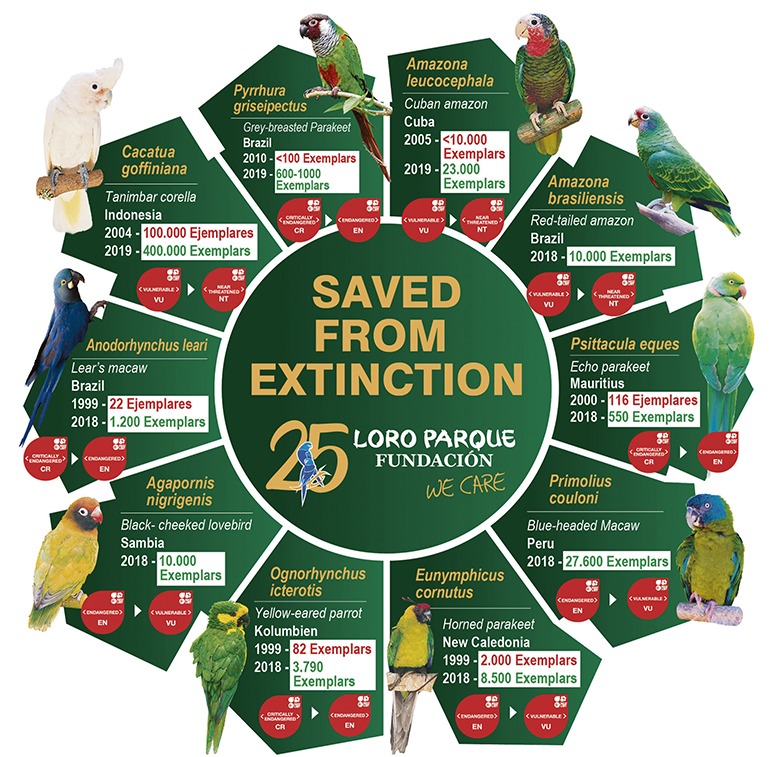Schon zehn Papageienarten konnten dank der Loro Parque Fundación vor dem unmittelbar bevorstehenden Aussterben gerettet werden.
