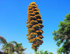 Diese wunderbare exotische Pflanze wurde Ende der 80er-Jahre im Jardín Botánico in Puerto de la Cruz gepflanzt. Foto: Gobierno de Canarias