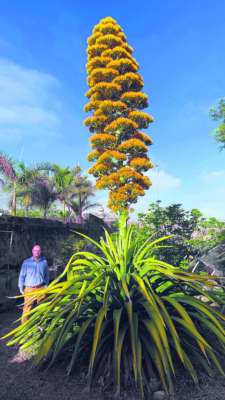 Diese wunderbare exotische Pflanze wurde Ende der 80er-Jahre im Jardín Botánico in Puerto de la Cruz gepflanzt. Foto: Gobierno de Canarias