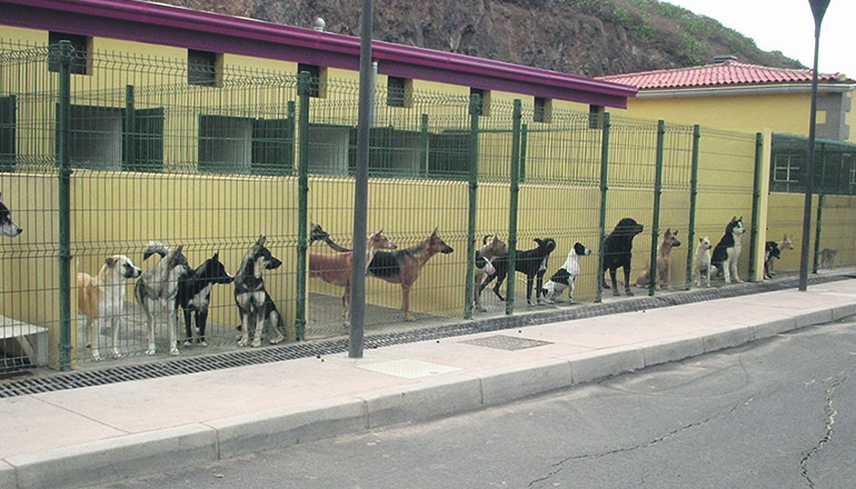 Im Tierheim „Valle Colino“ in La Laguna (www.alberguevallecolino.org) warten noch viele Hunde und Katzen darauf, eine neue Familie zu finden. Foto: Ayuntamiento La Laguna