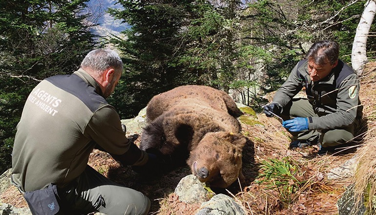 Noch ist unklar, wie der Braunbär Cachou zu Tode gekommen ist. Foto: CONSELH GENERAU D’ARAN