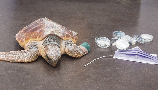 Die kleine Schildkröte der Art Caretta Caretta hatte Glück. Das Plastik konnte aus ihrem Körper entfernt werden, und ein Teil ihrer Flosse konnte gerettet werden. Am 11. Juni wurde sie am Strand von Arinaga zurück in die Freiheit entlassen. Foto: Cabildo de Gran Canaria 