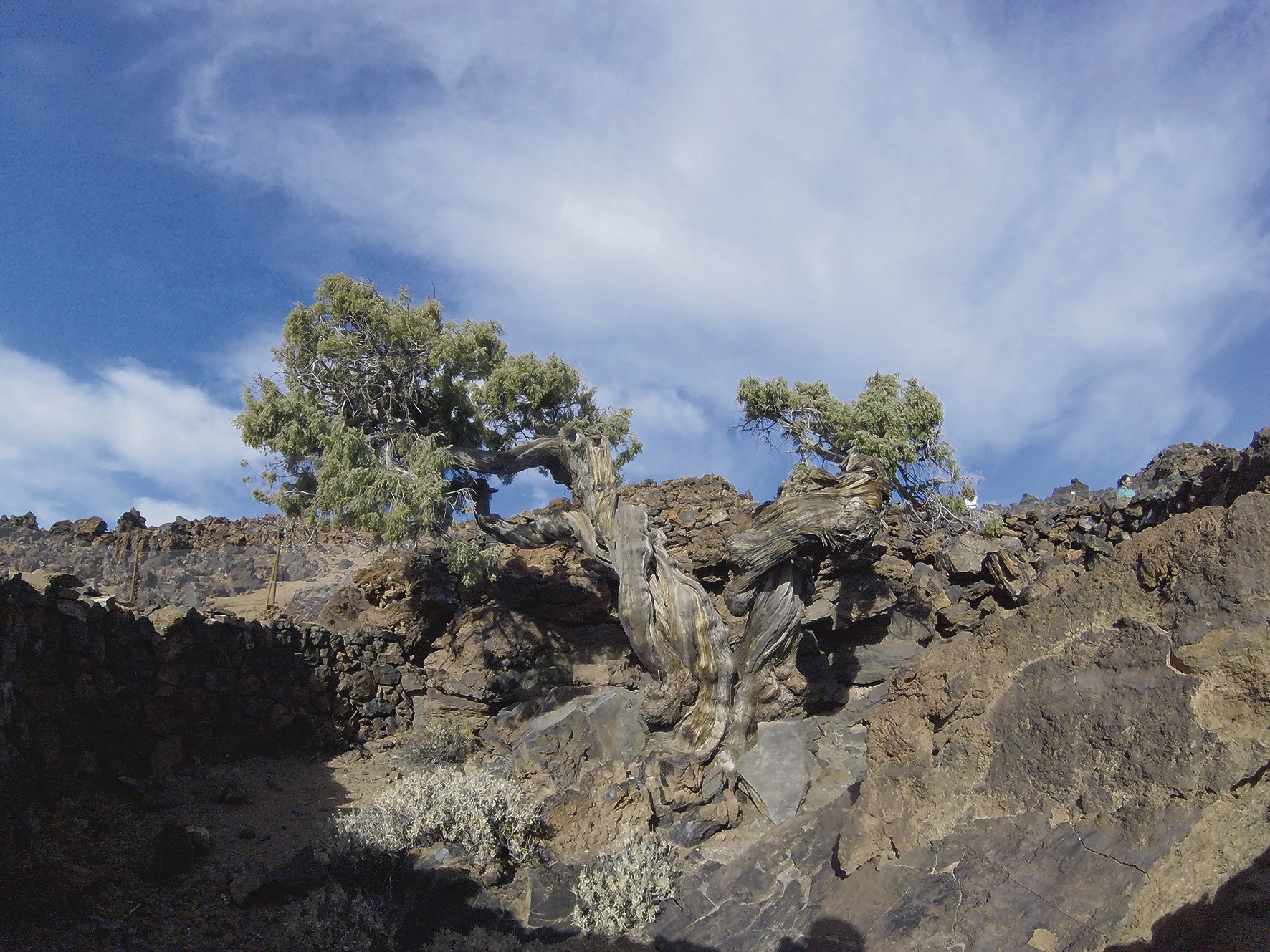 Der Patriarch vom Teide, ein Zedernwacholder, dessen Alter auf über 1.100 Jahre geschätzt wird, ist einer der historischen Bäume, die durch die kommunalen Verordnungen erfasst und geschützt werden sollen. Foto: cabildo de Tenerife