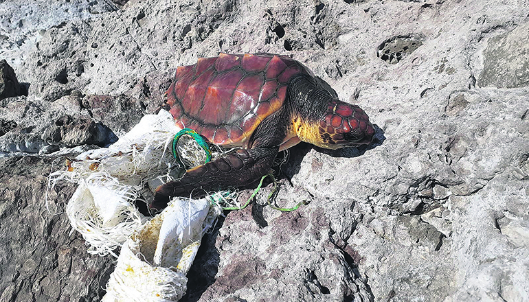 Fischernetze und Bastsäcke werden den Schildkröten oft zum Verhängnis, weil sie sich mit ihren Flossen darin verfangen. Dieses Exemplar hatte Glück und wurde rechtzeitig gefunden. Foto: cabildo de gran canaria