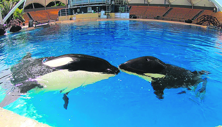Im Loro Parque auf Teneriffa fand das Orca-Weibchen ein neues Zuhause. Im September 2018 brachte Morgan ihr erstes Junges zur Welt. Foto: Loro Parque