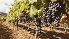 Die Erträge steigen in diesem Jahr in einigen Gebieten um über 40%. Foto: Canary Wine