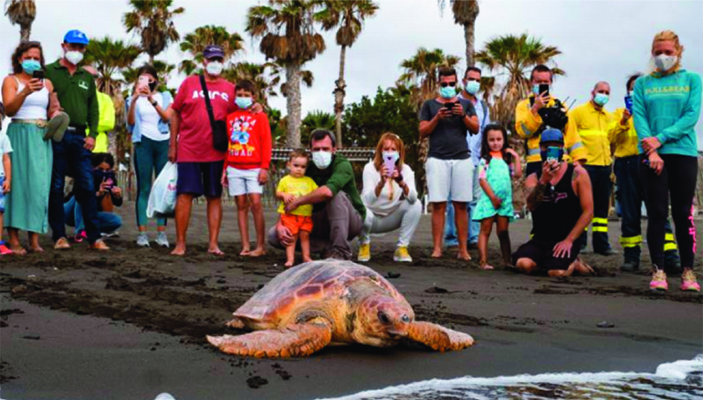 Die 40 Kilo schwere Meeresschildkröte, die an der Playa del Pozo freigelassen wurde, war in zwölf Jahren das größte Exemplar, das im Zentrum für Wildtiere behandelt wurde. Foto: cabildo de gran canaria