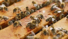 Die Bienenvölker auf La Palma leiden unter der Trockenheit. Foto: CAbildo de La Palma