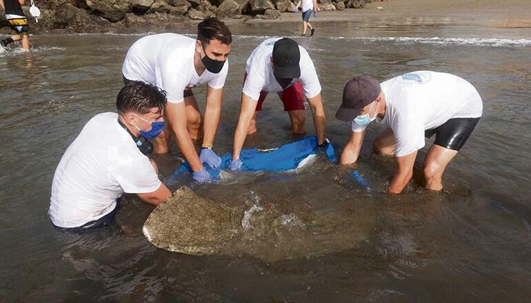An Stränden von Teneriffa und Gran Canaria nahmen die Wissenschaftler die Markierung der Tiere vor. Sie versprechen sich davon neue Informationen über das Verhalten und die Bedrohung dieser Art. Fotos: LP