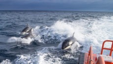 Eine Gruppe von Orcas schwimmt neben einem Schiff der Seenotrettung. Foto: salvamento Marítimo