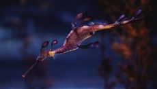 Seedrachen sehen ihren Verwandten, den Seepferdchen, ähnlich. Sie treiben im Meer, gut getarnt wie Algen, wobei ihre Färbung die Tarnung noch verstärkt. Fotos: efe (poema del mar