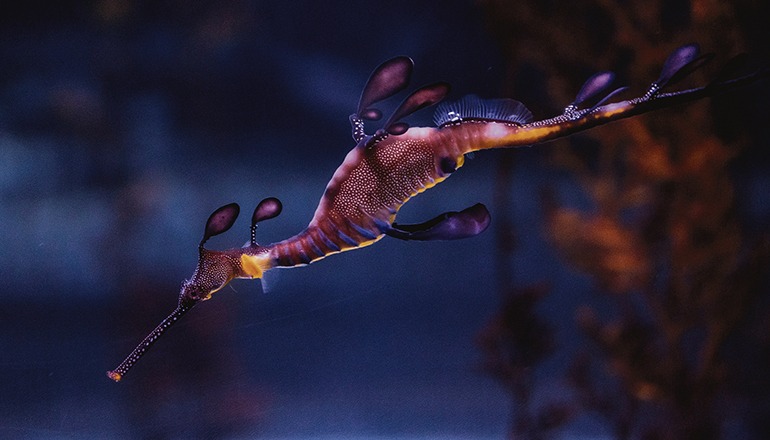 Seedrachen sehen ihren Verwandten, den Seepferdchen, ähnlich. Sie treiben im Meer, gut getarnt wie Algen, wobei ihre Färbung die Tarnung noch verstärkt. Fotos: efe (poema del mar