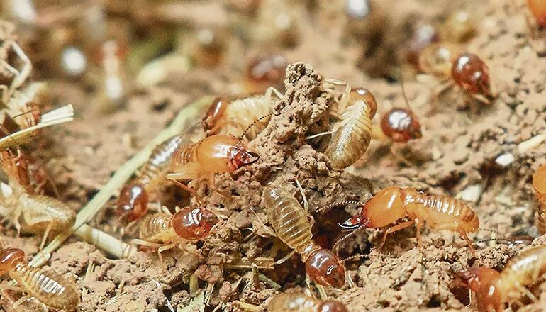 Die nordamerikanische Gelb- füßige Bodentermite (Reticulitermes flavipes) Foto: CABTF