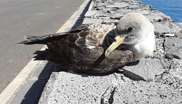 Allein auf Teneriffa wurden im vergangenen Jahr 2.539 verunglückte Jungvögel dieser Art geborgen. 97% davon konnten gesund gepflegt und später wieder freigelassen werden. Foto: Cabildo de La palma