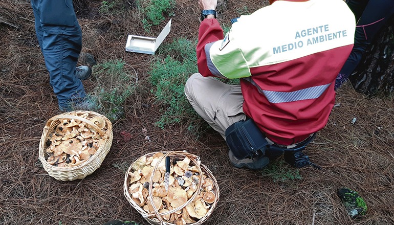 Personal der Umweltbehörde kann in den Wäldern jederzeit Kontrollen durchführen. Foto: cabildo de tenerife
