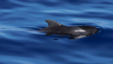 Auf Teneriffa gibt es zahlreiche Anbieter von sogenanntem „sanftem Whale Watching“. Die Sichtung von Walen und Delfinen bei einem Ausflug aufs Meer ist stets ein unvergessliches Urlaubserlebnis. Foto: turismo de Tenerife