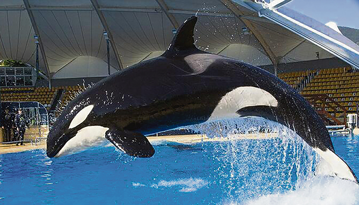 Zusammen mit drei weiteren Orcas kam Skyla vor 15 Jahren aus den USA in den Loro Parque auf Teneriffa. Eine Partnerschaft mit SeaWorld machte es möglich. Foto: loro Parque