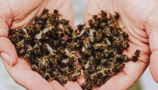 Starben die Bienen auf der Finca La Abejera durch Herbizide? Foto: ecoalpispa