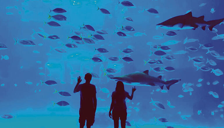 Poemas del Mar.Fotos: Poema del Mar/Loro Parque/Moisés Pérez