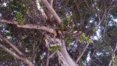 Laurel de Indias/Chinesische Feige (Ficus microcarpa) Foto:WB
