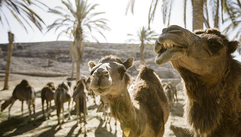 Dromedare im Oasis Wildlife Park auf Fuerteventura. Aus der kleinen Dromedar-Gruppe des Tierparks vor 30 Jahren ist das heute größte Reservat dieser Tierart in Europa geworden. Foto: Oasis Wildlife Fuerteventura
