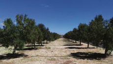Olivenbäume im Süden von Teneriffa Foto: cabildo de tenerife