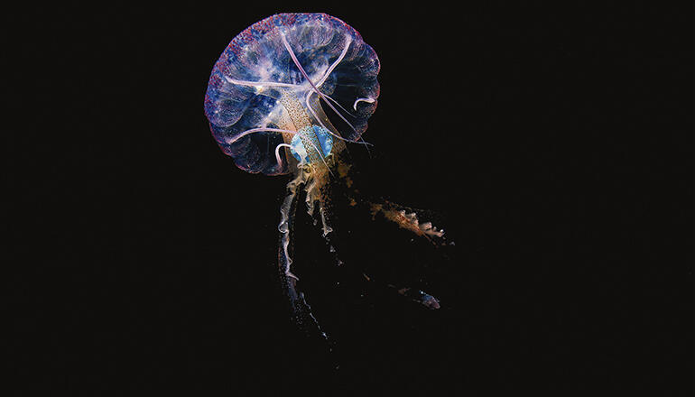 Pelagia noctiluca mit einem Stück blauem Plastik in ihrem Gastralraum. Das Foto entstand im Mai 2020 im Meeresgebiet Sardina del Norte, Gran Canaria. Fotos: alicia herrera ulibarri