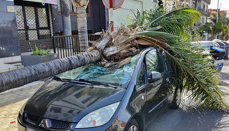 Die Ursache des Sturzes einer Palme auf ein parkendes Auto in der Avenida Bélgica wurde untersucht. Foto: Policia Local de Santa Cruz