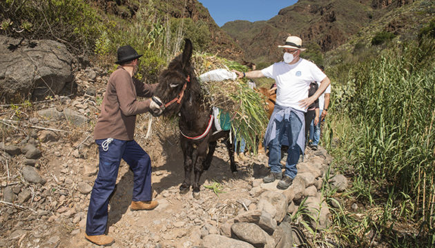 Cabildo-Präsident Morales auf dem Camino de las Bestias – „Weise Frauen“, in der Arbeitskleidung der Landbevölkerung früherer Tage, berichteten von der alten Zeit. Foto: CABGC
