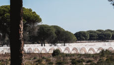 Am Rande des Naturparks Doñana stehen auf Tausenden Hektar Land Plastik-Treibhäuser. Foto: efe