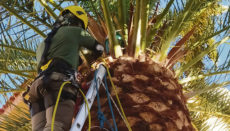 Der Gesundheitszustand einer Palme wird geprüft. Foto: GobCan