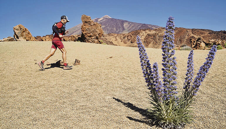 Die Strecke des Trails und Ultratrails führt durch den Nationalpark und bis auf 2.555 m Fotos: cabildo de Tenerife