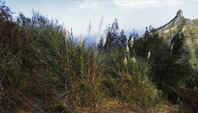 Das Amerikanische Pampasgras (Cortaderia selloana) wurde vor einigen Jahrzehnten auf die Kanaren eingeschleppt. Fotos: CAbildo de Tenerife/FERNANDO DE GOROCICA