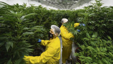 Eine Indoor-Plantage für medizinisches Cannabis Foto: EFE