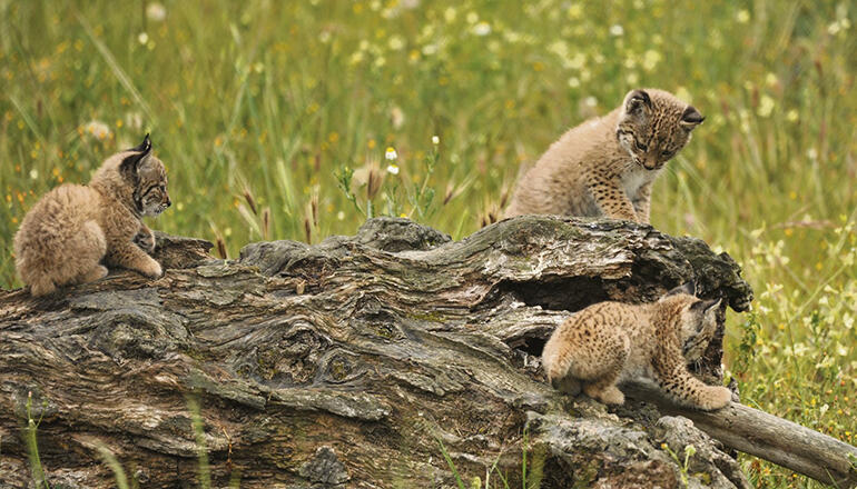 Der Iberische Luchs wird in der Roten Liste gefährdeter Arten der Weltnaturschutzunion IUCN aktuell in der Kategorie EN (endangered) geführt, was der Einstufung der Art als „stark gefährdet“ entspricht. Fotos: MITECO