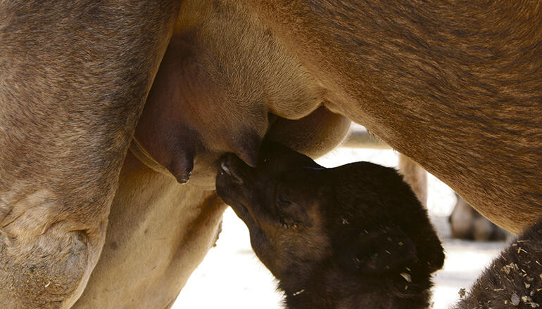 Die kanarischen Dromedare sind seit ihrer Ankunft zu Beginn des 15. Jahrhunderts auf den Inseln heimisch geworden. Ihre Milch ist sehr gefragt. Foto: Oasis Park