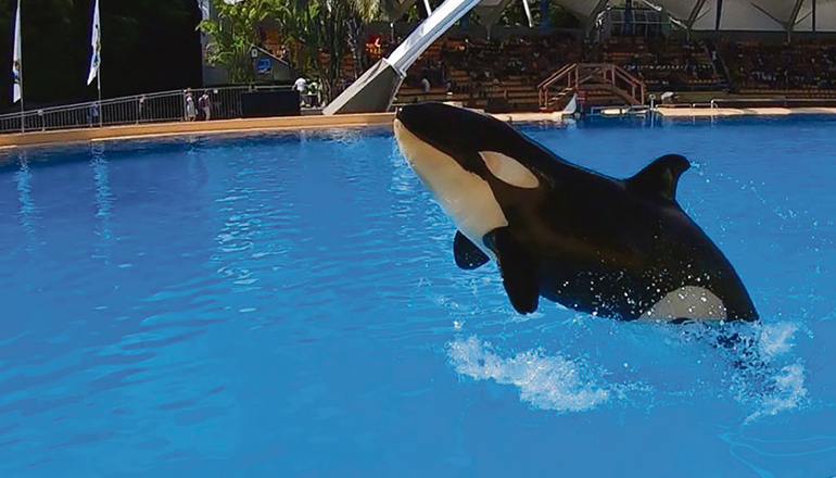 Das Orca-Weibchen erkrankte bereits vor einigen Monaten, erholte sich dann aber wieder. Fotos: loro Parque