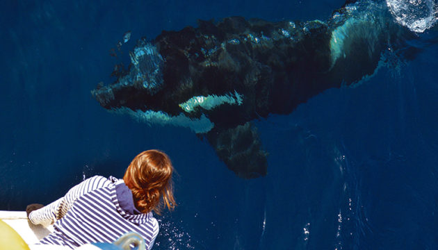 So nah wie dieser Tage in der Meerenge von Gibraltar kommen Menschen nur selten an freilebende Schwertwale heran. Doch die Begegnungen sind nicht ungefährlich. Fotos: EFE/Renaud de