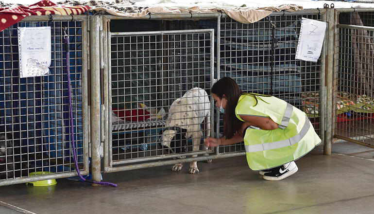 Streicheleinheiten und Fürsorge: Im improvisierten Tierheim in Los Llanos kümmern sich Tierärzte und Helfer um Hunde, Katzen und andere Tiere, die wegen des Vulkanausbruchs ihr Zuhause verloren oder vor der glühenden Lava flohen. Fotos: EFE