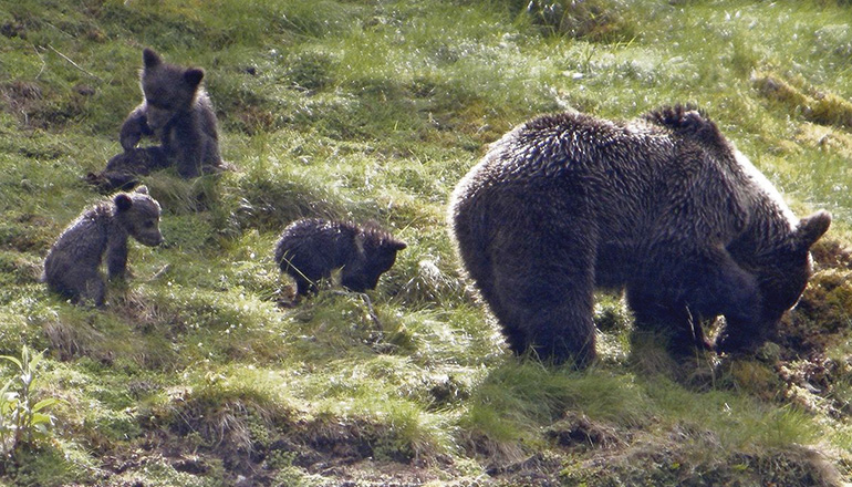Der Bär als Sehenswürdigkeit: Die Möglichkeit, den Tieren so nahe zu kommen, zieht Besucher aus aller Welt an. Foto: efe