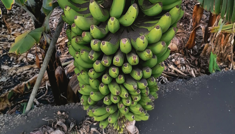 Die Vulkanasche verursacht auf der Schale der Bananen einen rein optischen Schaden. Damit Konsumenten erkennen können, warum bestimmte Früchte äußerliche Mängel oder besonders viele dunkle Flecken aufweisen, wurde von „Plátano de Canarias“ ein besonderes Etikett mit einem Bild von dem Vulkan entworfen. Fotos: Plátano de Canarias/Noticia