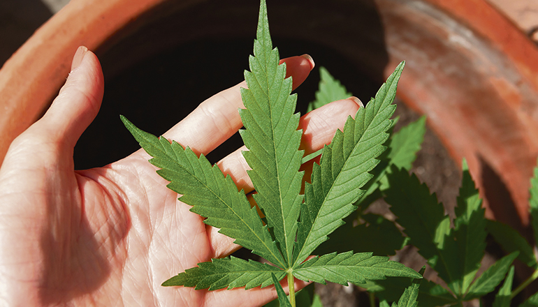 Aktuell ist die Mehrheit des Kongresses für ein Cannabis-Verbot. Foto: pixabay