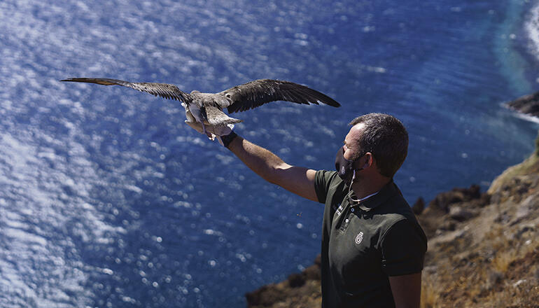 Die Leiterin des Umweltamtes, Isabel García, war am 28. Oktober bei einer Freilassung junger Sepiasturmtaucher an der Ostküste der Insel zugegen. Die Vögel waren im Wildtierpflegezentrum La Tahonilla gesund gepflegt worden und nun bereit, die Reise hinaus aufs Meer anzutreten. Fotos: cabildo de tenerife